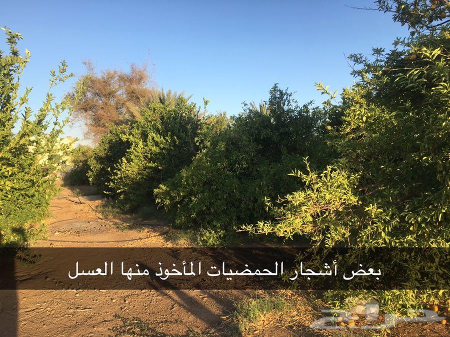 عسل مزارع تبوك وعسل بري على الذمه