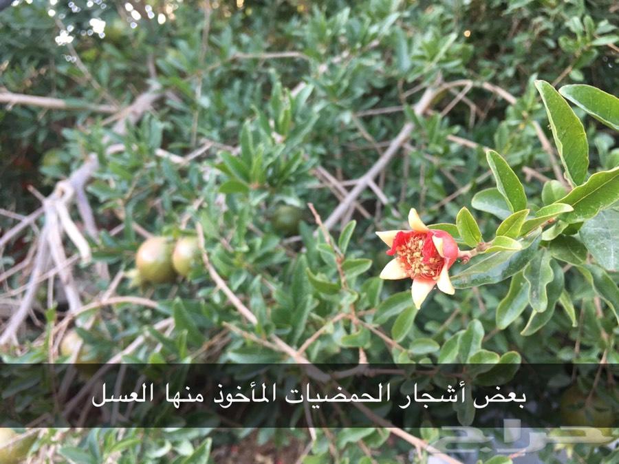 عسل مزارع تبوك وعسل بري على الذمه