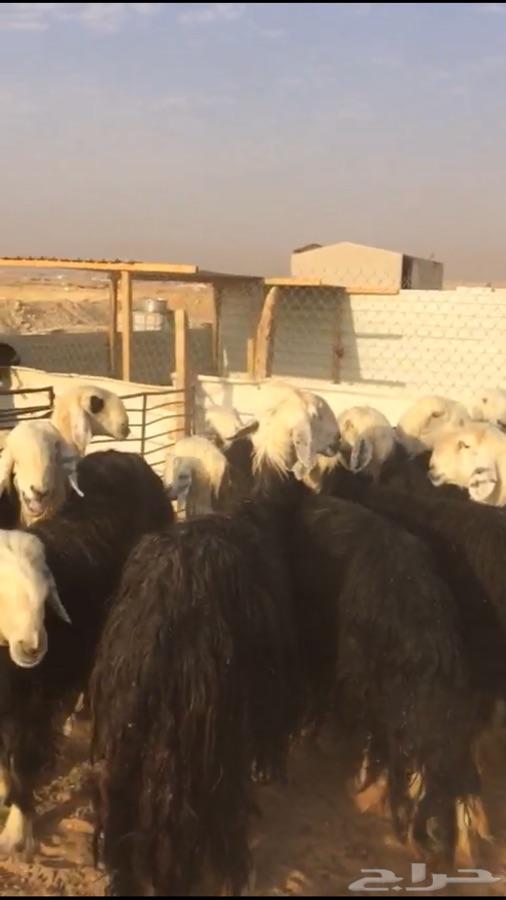 شياه نجد فواخر
