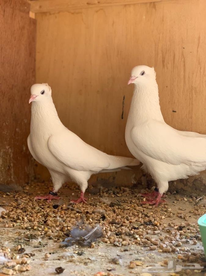 حمام