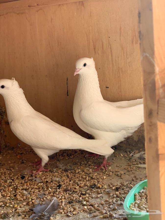 حمام