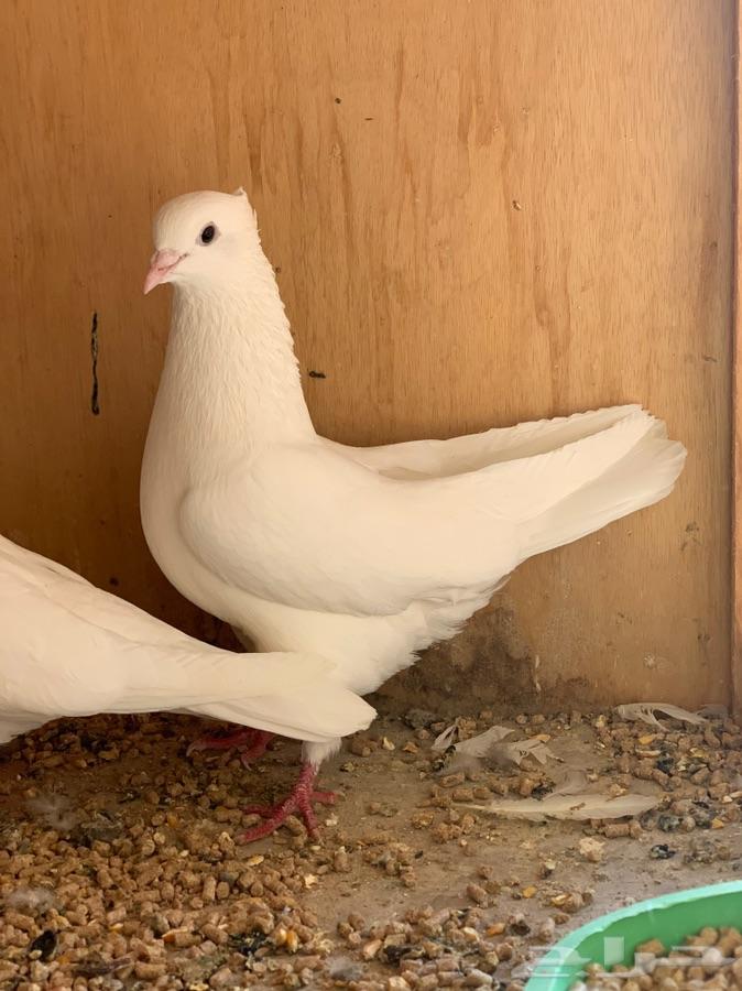 حمام