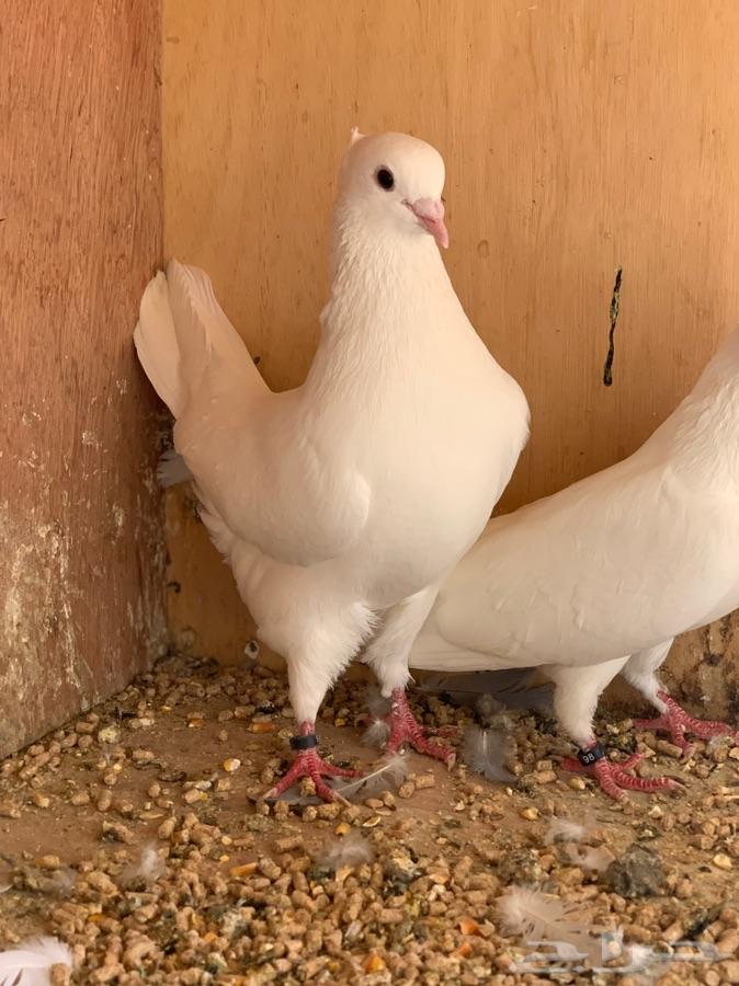 حمام