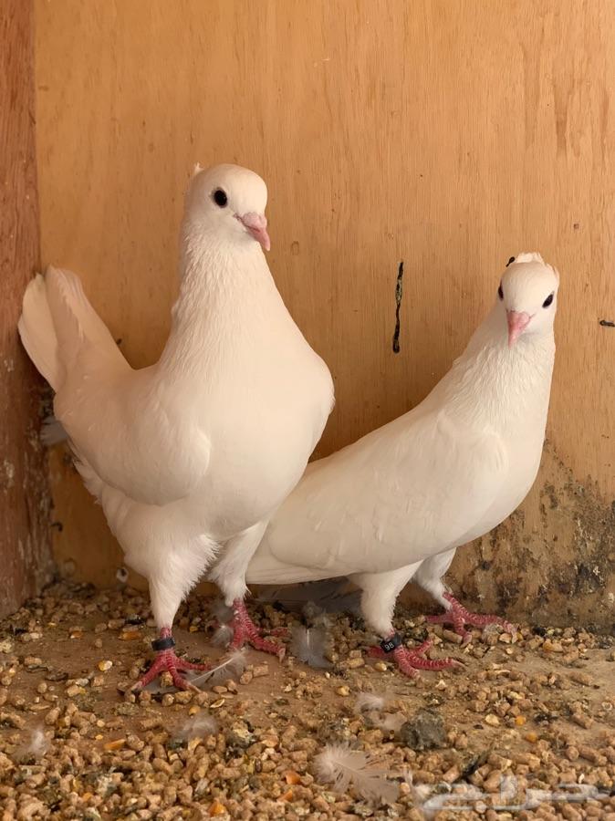 حمام