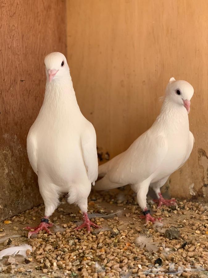 حمام