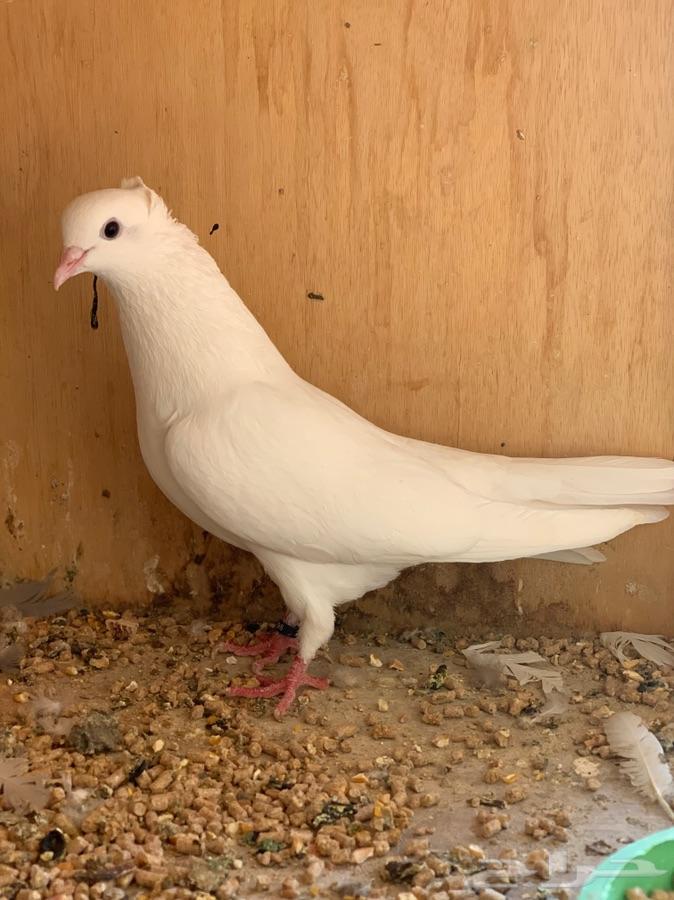حمام