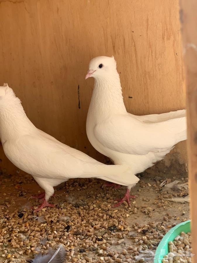 حمام