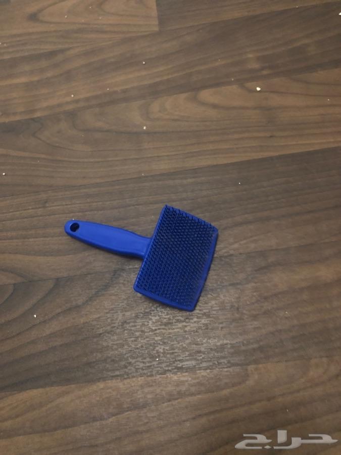 قطط للبيع