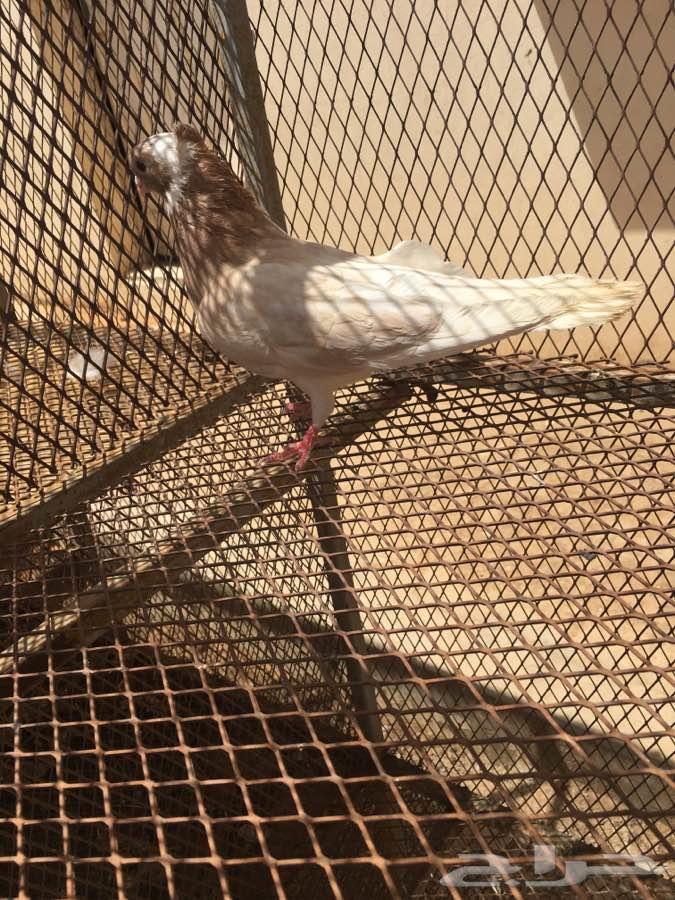 نوادر القطايف 25 جوز مشروطه TOP