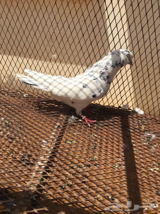 نوادر القطايف 25 جوز مشروطه TOP