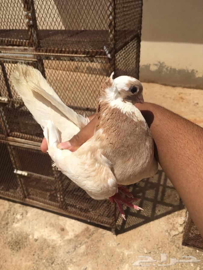نوادر القطايف 25 جوز مشروطه TOP