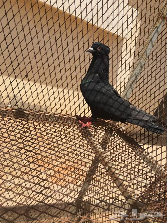 نوادر القطايف 25 جوز مشروطه TOP