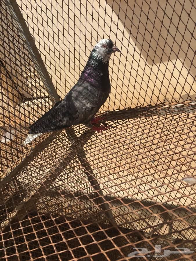 نوادر القطايف 25 جوز مشروطه TOP