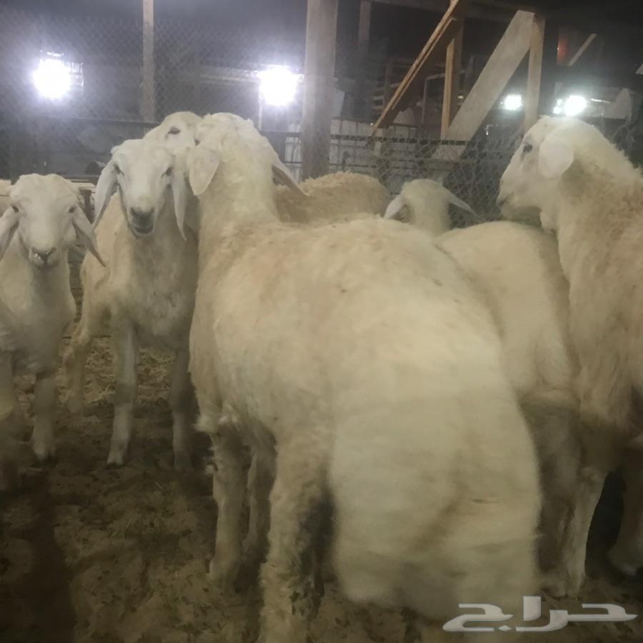 ذبايح طيبه