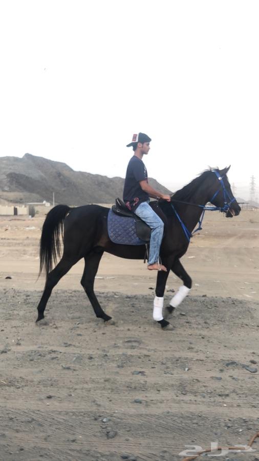 حصان ادهم شيخ