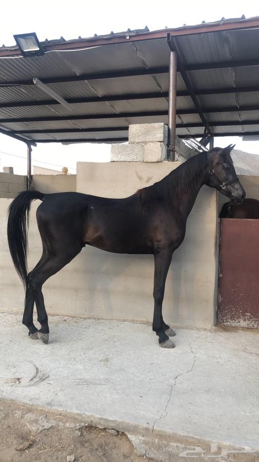 حصان ادهم شيخ