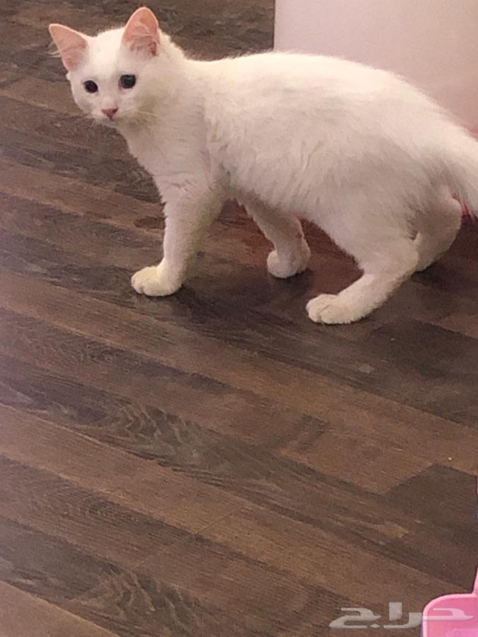 قطط للبيع