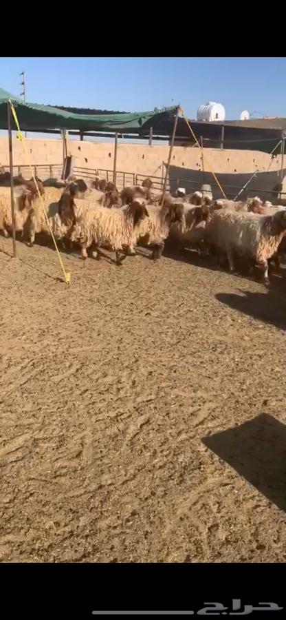 غنم نعيم مراح للبيع