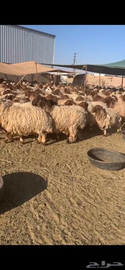 غنم نعيم مراح للبيع