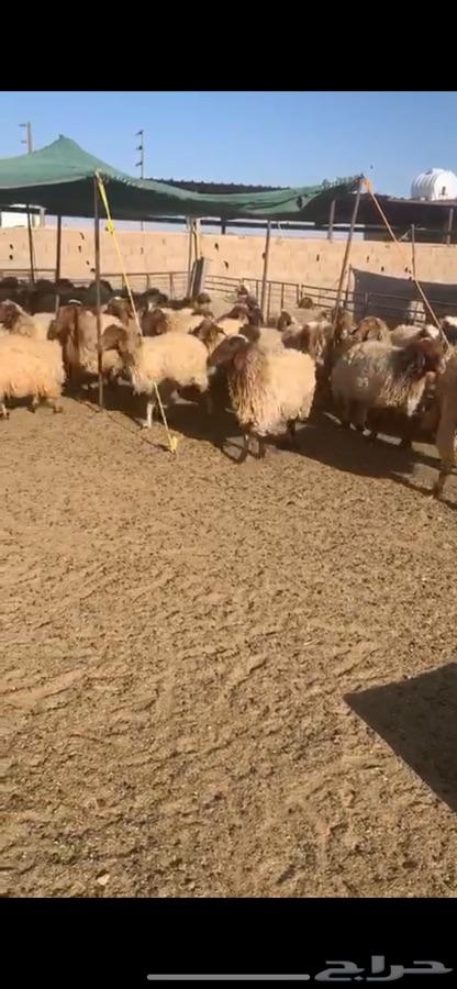 غنم نعيم مراح للبيع
