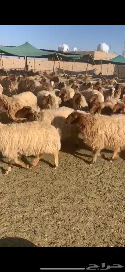 غنم نعيم مراح للبيع