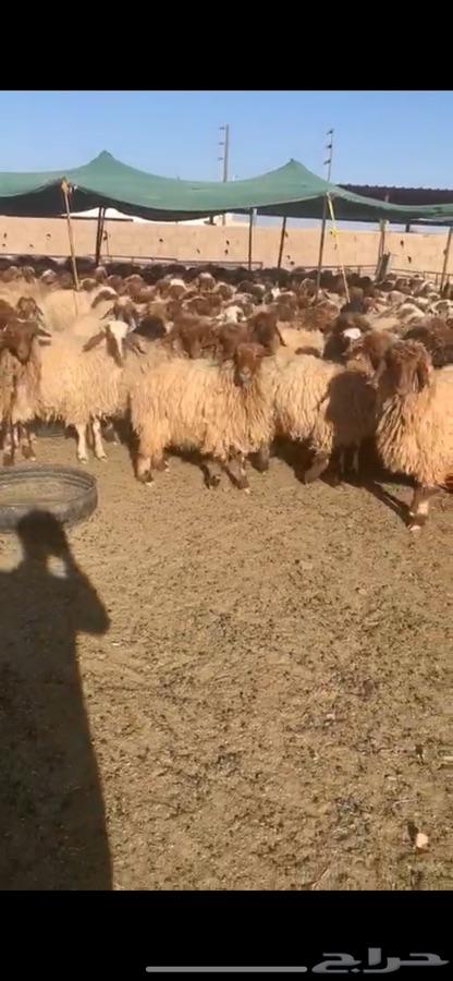 غنم نعيم مراح للبيع