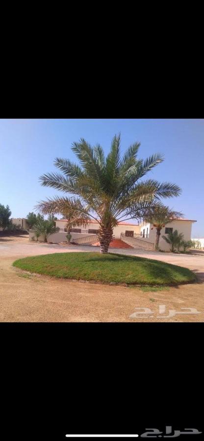 استراحة المطلق للايجار قسمين كبار وسيعة