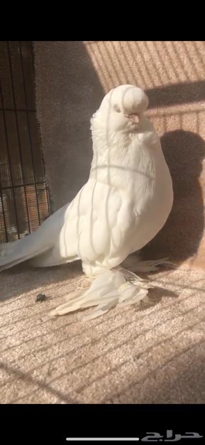 لونق فيس فاخر