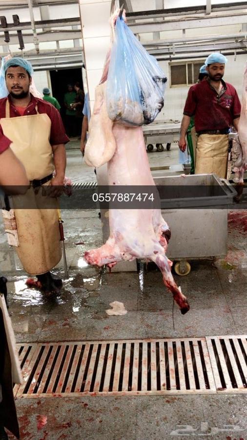 ذبايح طليان شاهد محادثات الزباين حياكم