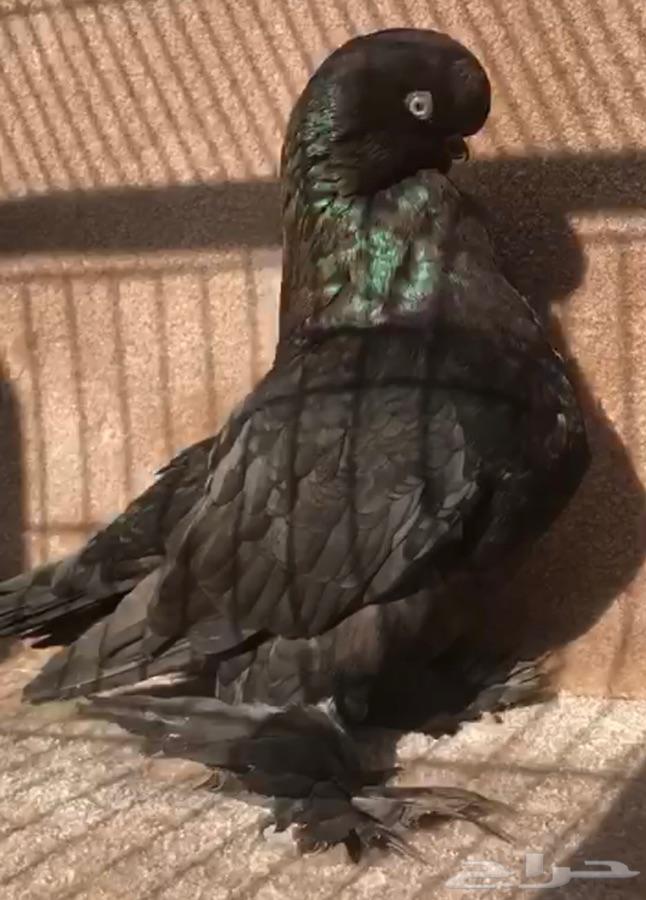 لونق فيس فاخر