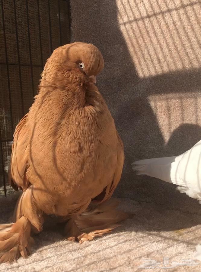 لونق فيس فاخر