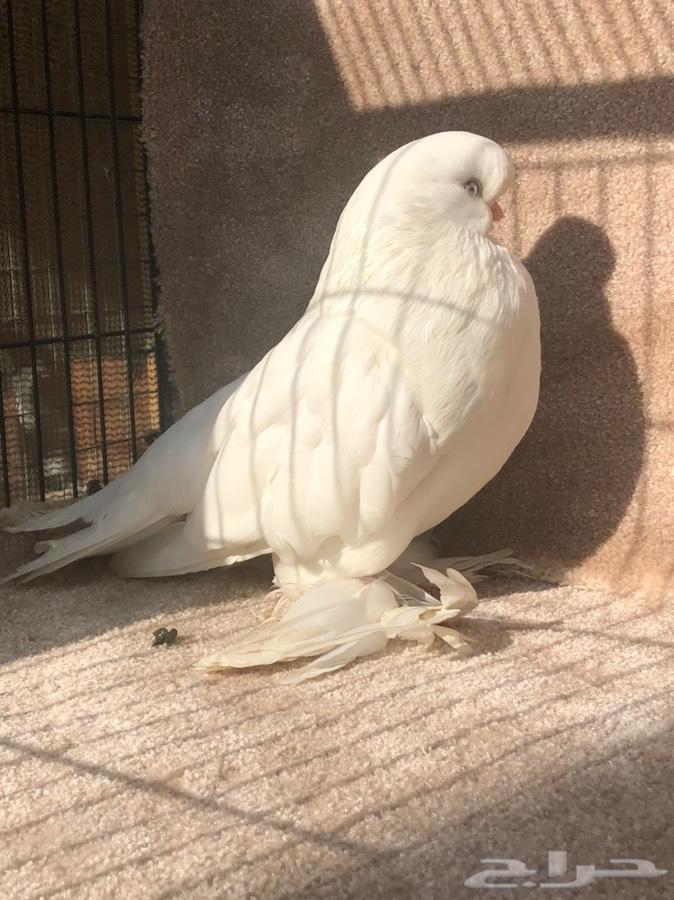 لونق فيس فاخر