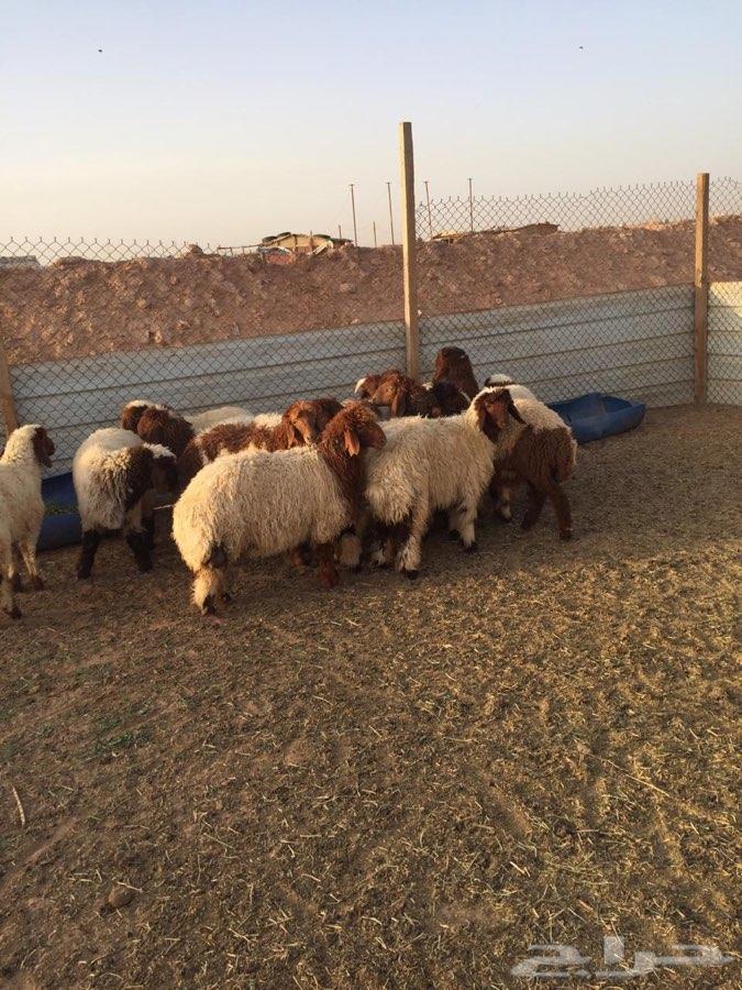 ذبايح طليان شاهد محادثات الزباين حياكم