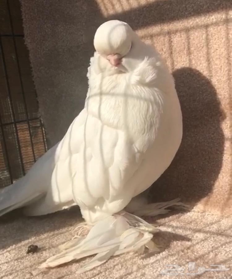 لونق فيس فاخر