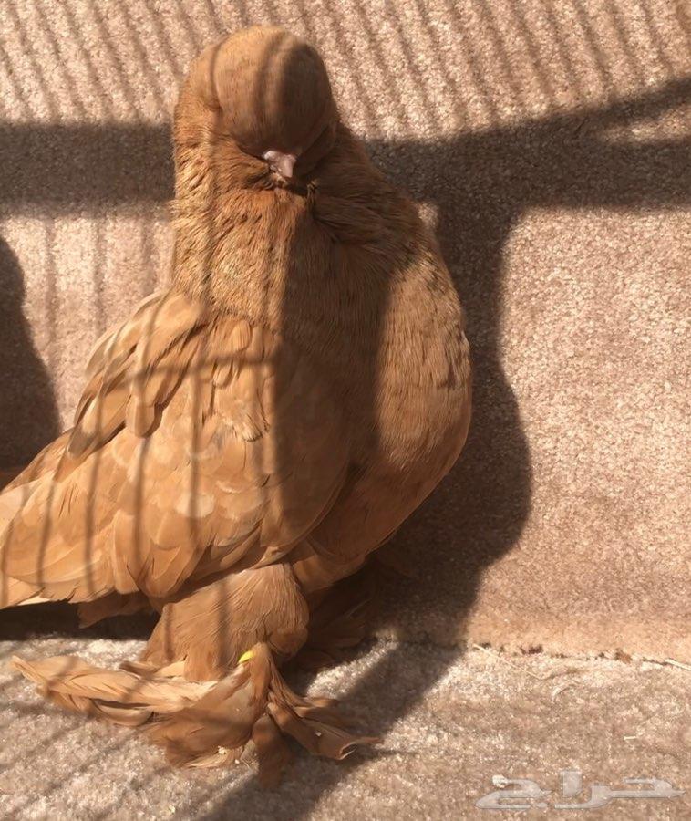 لونق فيس فاخر