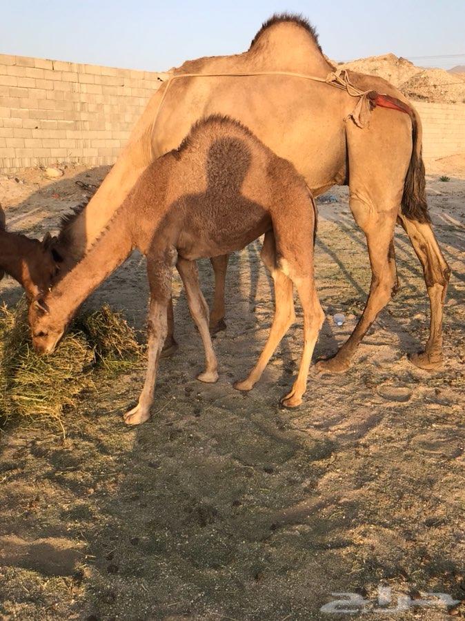 خلفه ساحليه كفو