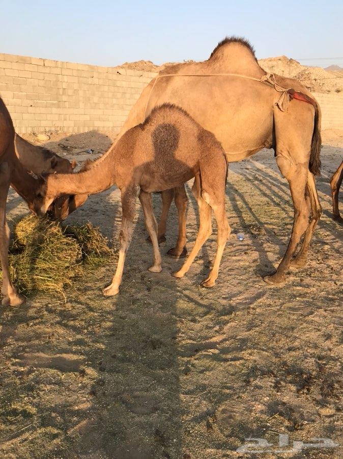 خلفه ساحليه كفو