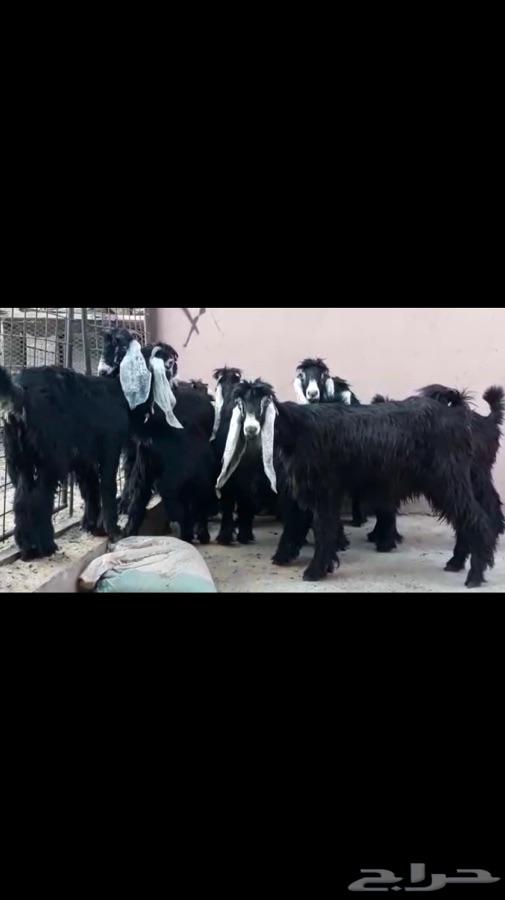 ذبايح الدمام ذبح توصيل