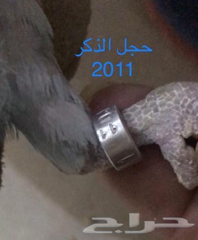 زوج درة ازرق منتج( تم البيع)