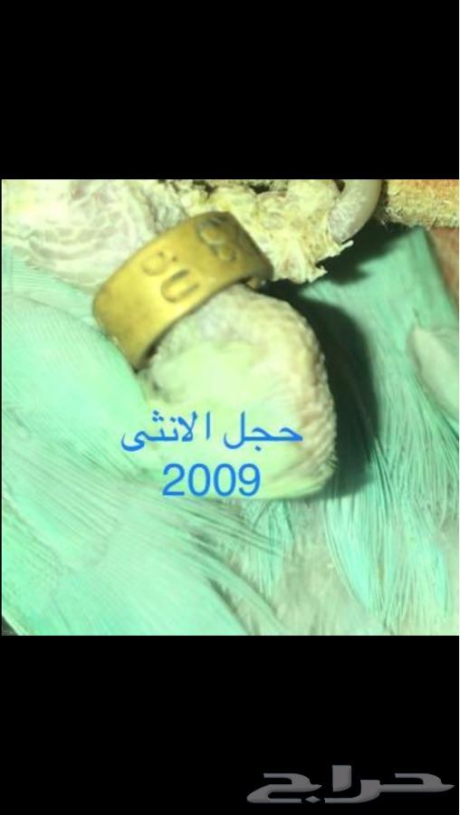 زوج درة ازرق منتج( تم البيع)