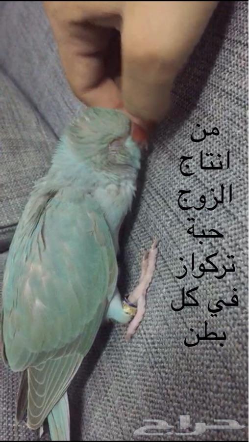 زوج درة ازرق منتج( تم البيع)