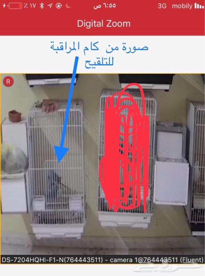زوج درة ازرق منتج( تم البيع)
