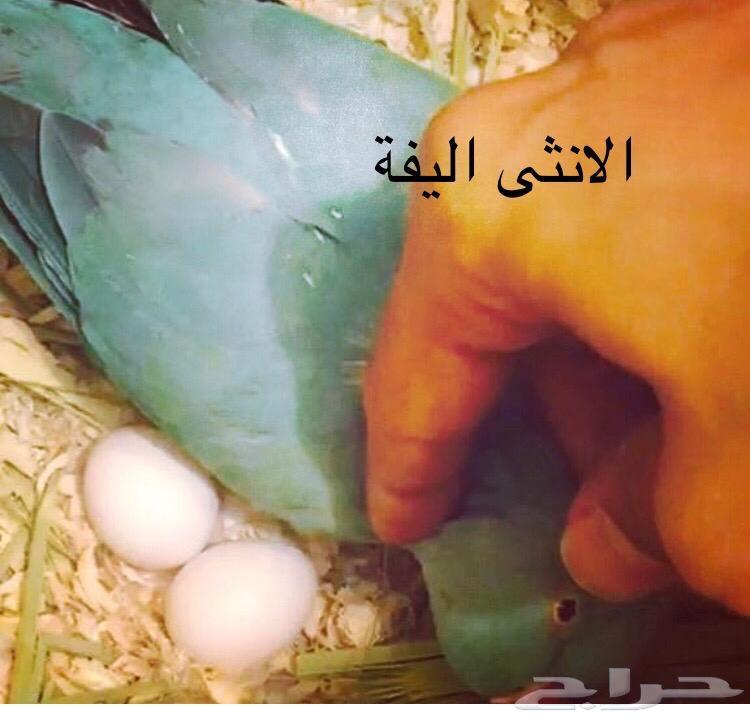 زوج درة ازرق منتج( تم البيع)