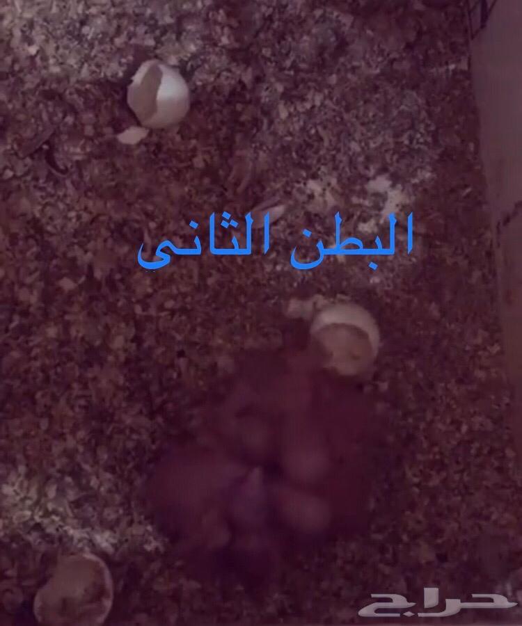 زوج درة ازرق منتج( تم البيع)