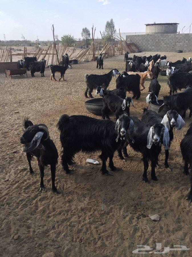 غنم معزا مراح واحد بيشة