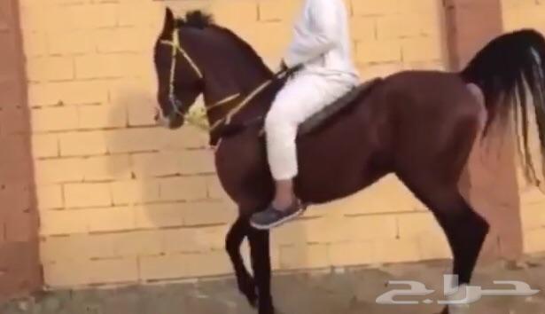 حصان شعبي ينافس الواهو