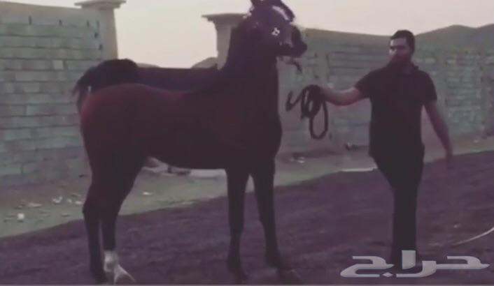 حصان شعبي ينافس الواهو