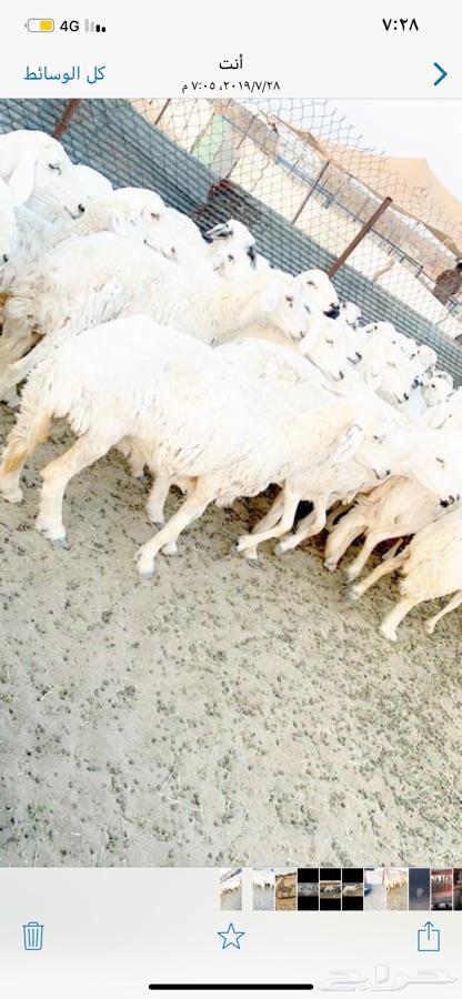 غنم حريه طيبه