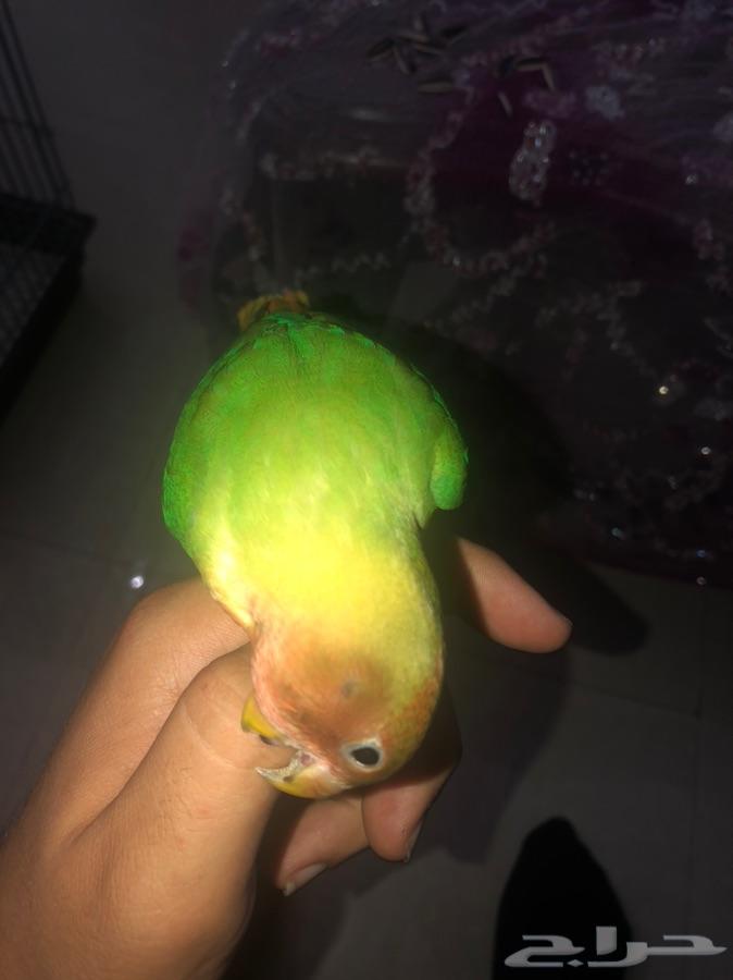 ببغاء روز