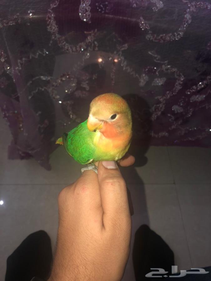 ببغاء روز